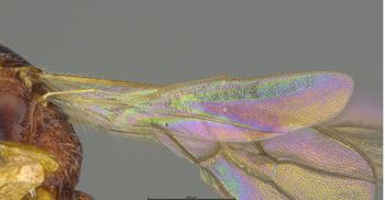 Media type: image;   Entomology 29927 Aspect: Wing hind